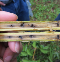 Nguyên nhân, tác hại của mọt đục cành sau thu hoạch ở cây sầu riêng và giải pháp hiệu quả từ CÔNG TY TNHH THƯƠNG MẠI DỊCH VỤ THIÊN HƯƠNG XANH