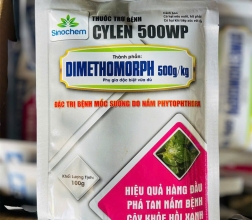 SIÊU BÃ TRẦU - CYLEN