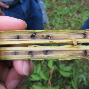 nguyen-nhan-tac-hai-cua-mot-duc-canh-sau-thu-hoach-o-cay-sau-rieng-va-giai-phap-hieu-qua-tu-cong-ty-tnhh-thuong-mai-dich-vu-thien-huong-xanh