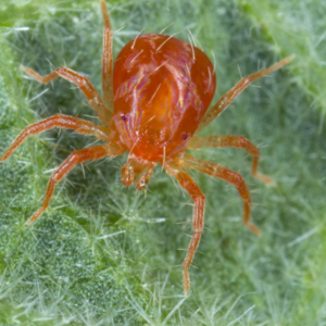 nguyen-nhan-tac-hai-cua-nhen-hai-sau-rieng-va-giai-phap-hieu-qua-tu-cong-ty-tnhh-thuong-mai-dich-vu-thien-huong-xanh