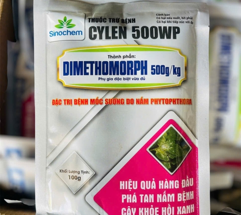 SIÊU BÃ TRẦU - CYLEN